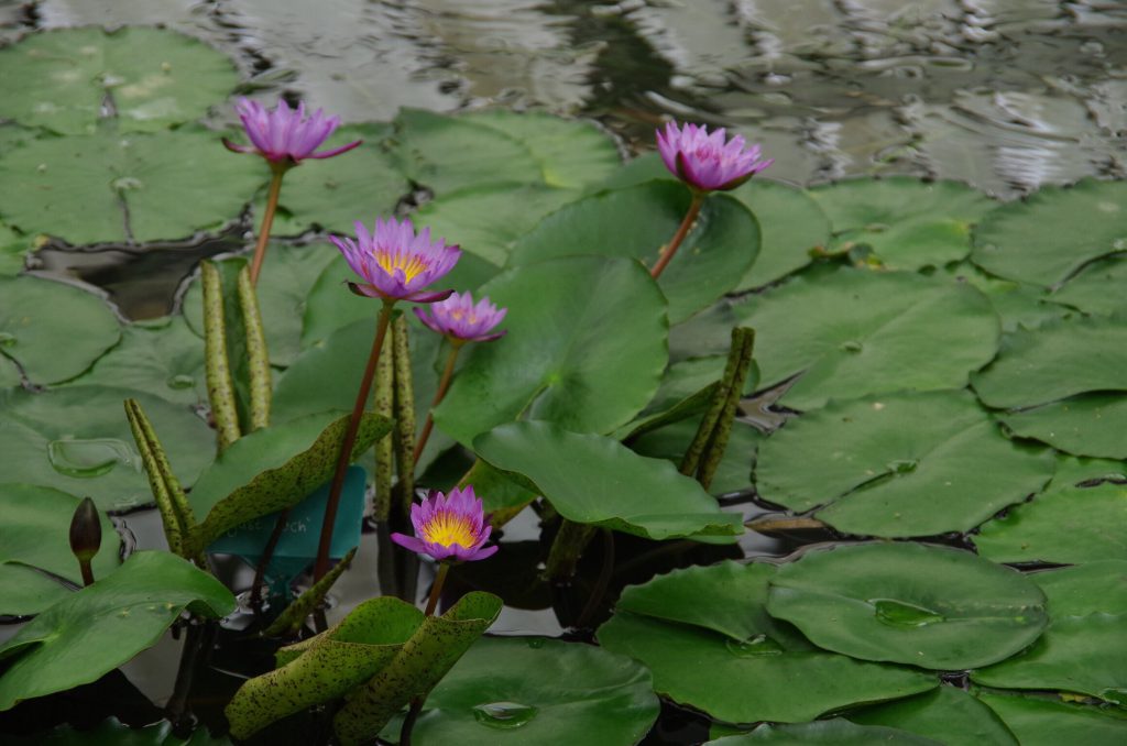 wellington_botanical1